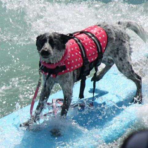 Rover Rescue Pet Life Jacket  Veebee Voyage