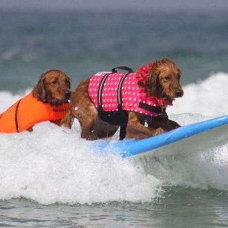 Rover Rescue Pet Life Jacket  Veebee Voyage