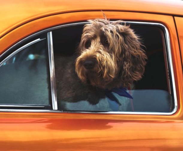 /collections/pet-travel