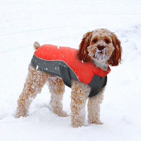 Rover Winter Dog Jacket  Veebee Voyage