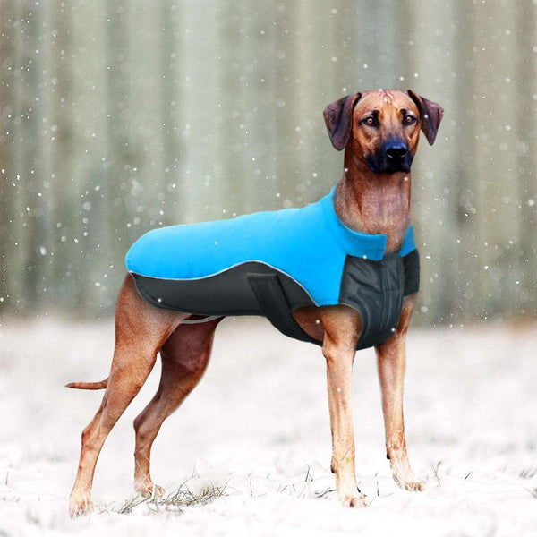 Rover Winter Dog Jacket  Veebee Voyage